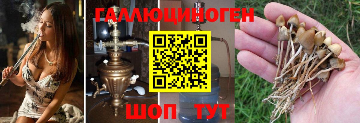 Галлюциногенные грибы ЛСД  Галлюциногенные грибы Psilocybine cubensis  Новозыбков  Вход с VPN 